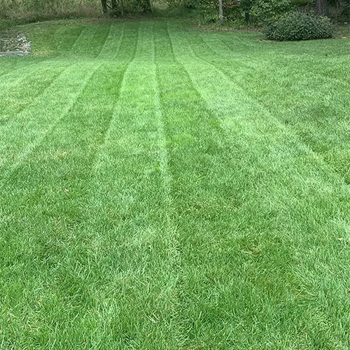 Grass Cutting